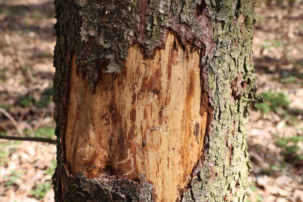 Tree Bark Damage Solutions for Indiana