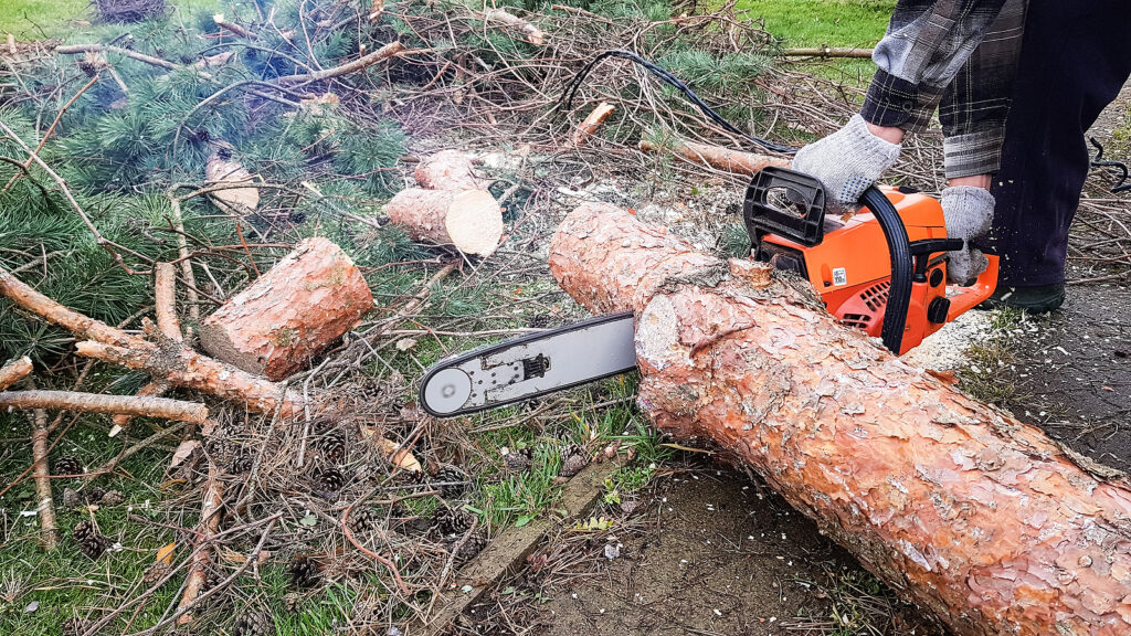 How Much Will Tree Removal Cost? | Complete Tree Care
