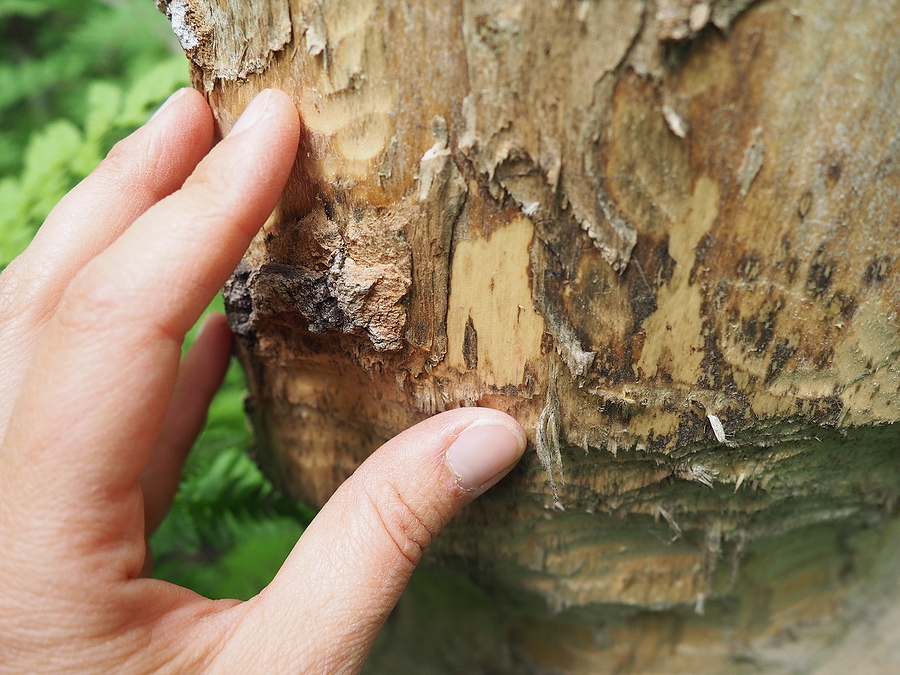 Tree Bark Damage Solutions for Indiana