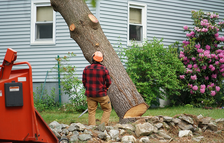 Call 317-783-2518 For Professional Tree Removal Service in Indianapolis Indiana